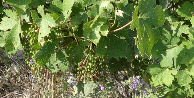 Vigne canicule