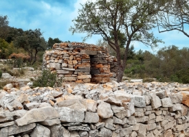 Restauration d'une oliveraie